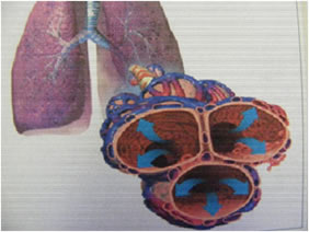 alveoli