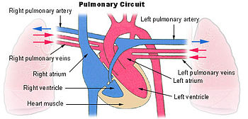 350px-Illu_pulmonary_circuit