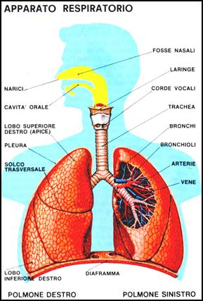 apparato-respiratorio-umano_clip_image002