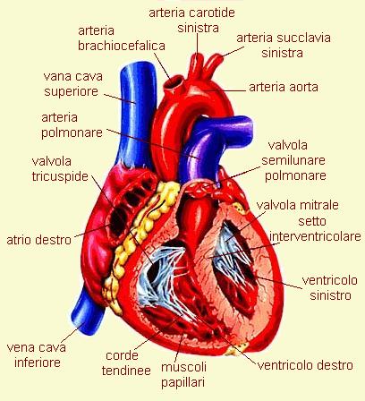 cuore_aperto