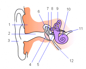 Anatomia-orecchio-300x240