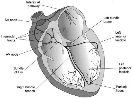 sistema elettrico del cuore1