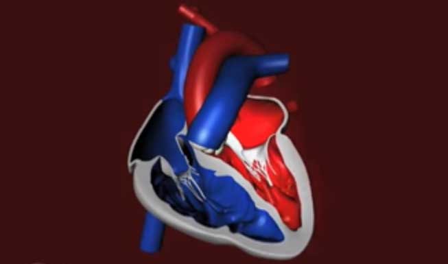 cuore